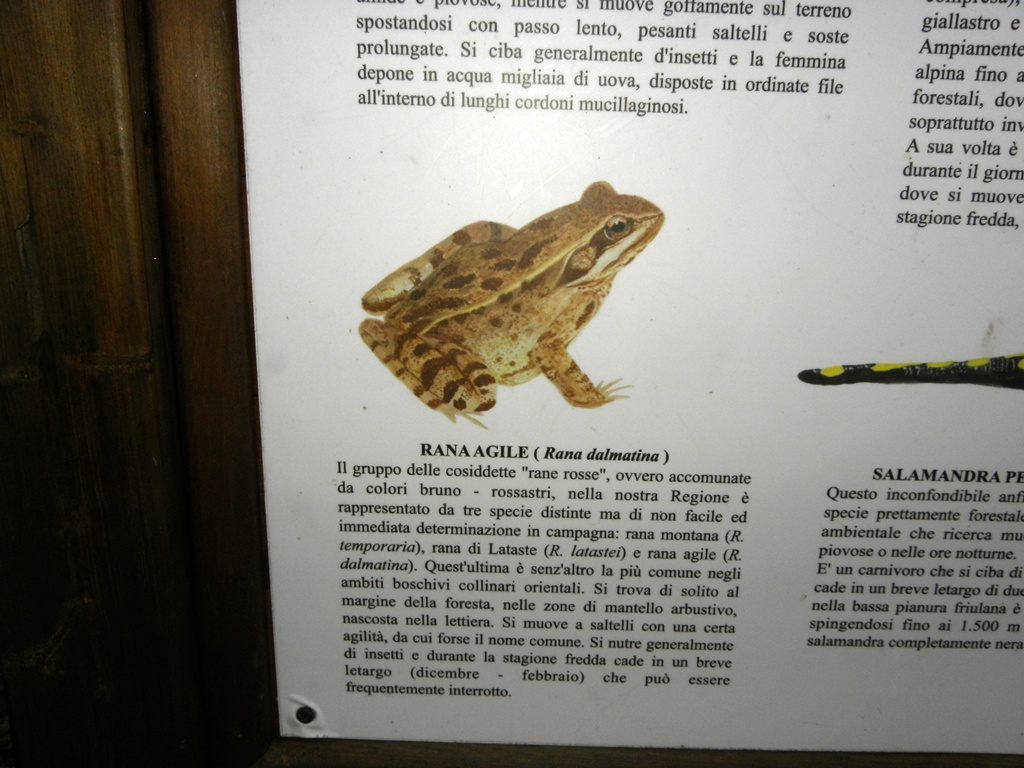 Rana dalmatina. Primo avvistamente dell''anno.